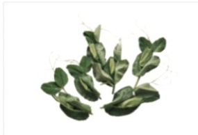 Identify the vegetable shown in the picture.  