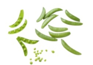 Identify the vegetable shown in the picture.  