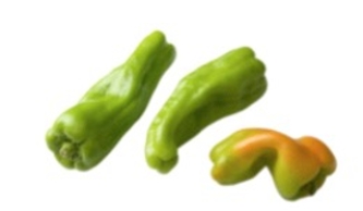 Identify the vegetable shown in the picture.