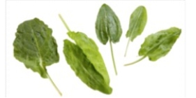 Identify the vegetable shown in the picture.  