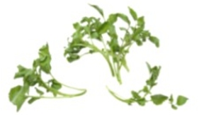 Identify the vegetable shown in the picture.  
