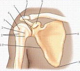 <strong>Which view and projection of the proximal humerus is represented in the figure? </strong> A) External rotation, anteroposterior (AP) projection B) Neutral rotation, AP projection C) Internal rotation, AP projection D) External rotation, lateral projection