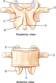 <strong>Which labeled structure in the figure is the superior articular process? </strong> A) A B) B C) C D) D E) E