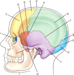 <strong>Which cranial suture is labeled g? (Anatomic structures are labeled i through vi and sutures a through h.)</strong> A) Coronal B) Squamosal C) Lambdoidal D) Sagittal