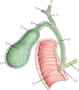 <strong>Which structure is labeled 6? </strong> A) Cystic duct B) Pancreatic duct C) Right hepatic duct D) Left hepatic duct