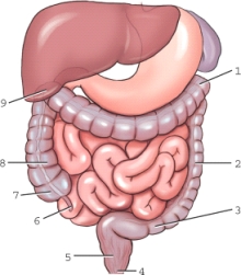 <strong>Which structure is labeled 1? </strong> A) Ascending colon B) Left colic flexure C) Right colic flexure D) Sigmoid colon