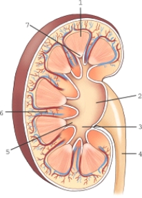 <strong>Which structure of the kidney is labeled 3? </strong> A) Minor calyx B) Major calyx C) Renal pelvis D) Renal pyramid