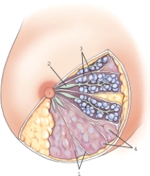 <strong>Which of the following structures is labeled 2? </strong> A) Lobes B) Ampulla C) Alveoli D) Ducts