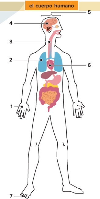   -El cuerpo humano. Write the names of the indicated body parts. Include the definite article.<div style=padding-top: 35px> 