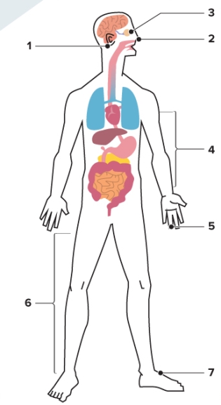 El cuerpo.   -Write the names of the indicated body parts. Include the definite article.<div style=padding-top: 35px> 