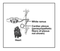 Which type of pathway does this diagram illustrate  