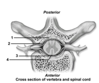 This figure shows a cross section of a vertebra and the spinal cord.What structure does number 1 indicate