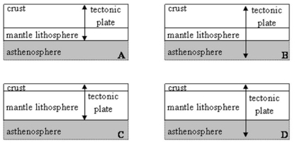 <strong>Which diagram best summarizes the structure of a tectonic plate? </strong> A) A B) B C) C D) D