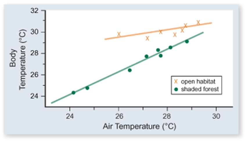 <strong>The figure included shows the body temperature of lizards versus air temperature in two different habitats-open and shaded forest. Which one of the following conclusions is best supported by these data. </strong> A) Lizards are more active in open habitats. B) Lizards sunbathe more in open habitats. C) Lizards in shaded forest habitats eat more to maintain their temperature. D) The body temperature of lizards is more constant in open than in shaded forest habitats. E) The negative effect of air temperature on body temperature is less in shaded forest habitats because the temperature varies less there.