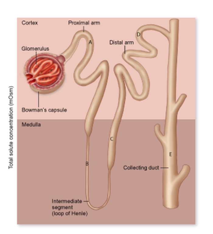 <strong> Refer to the figure. What is the most likely concentration of the fluid in region E during moderate-volume urine production?</strong> A) 5 mOsm B) 300 mOsm C) 700 mOsm D) 1400 mOsm E) 75 mOsm