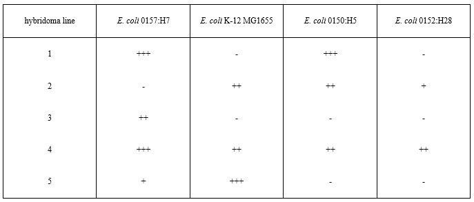 <strong>When developing a monoclonal antibody-based test kit, great care must be taken to choose an antibody with the right binding properties. Imagine that you are developing a food-testing kit to specifically detect E. coli 0157:H7, a pathogenic serotype of E. coli that causes food poisoning. Choose the hybridoma line best suited for use in your test kit. </strong> A) 1 B) 2 C) 3 D) 4 E) 5