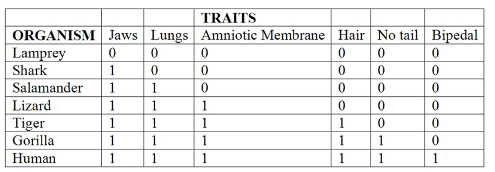 <strong>Choose the true statement about the morphological data in the chart shown below. The 1 in the box means the trait is present and the 0 indicates that the trait is absent. </strong> A) All organisms in this chart share all of the derived characteristics. B) Only the gorilla and humans share all of the derived characteristics. C) The lamprey is the only outgroup since it shares none of the derived characteristics. D) The salamander and the tiger are outgroups because they only share two of the derived characteristics (jaws and lungs). E) The shark is an outgroup since it only has one of the derived characteristics (jaws).