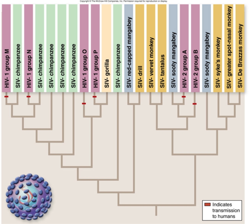 <strong> The figure shows the evolution of HIV and SIV. Choose the true statements about the evolution of HIV. </strong> A) All strains of HIV are included within clades with SIV strains. B) A strain of HIV is never more closely related to another strain of HIV than it is to a SIV strain. C) Humans acquired different subtypes of HIV from different primate hosts. D) HIV-1 group O is more closely related to SIV-chimpanzee than SIV-gorilla.