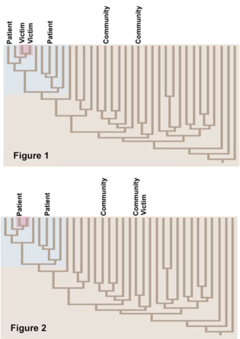 <strong>The figures show alternative phylogenies of HIV strains in a victim who was infected with HIV<sup>+</sup> blood and in potential sources of the blood (the patient) and HIV strains in members of the community. Choose the true statement(s) about the evolution of this HIV strain. </strong> A) Figure 1 supports that the victim contracted HIV from the patient, and Figure 2 supports that the victim contracted HIV from someone in the community. B) Figure 1 supports that the victim contracted HIV from someone in the community, and Figure 2 supports that the victim contracted HIV from the patient. C) Figure 1 supports that the HIV strain mutated into a new strain inside the victim's body, and Figure 2 supports that HIV did not mutate into a new strain inside the victim's body. D) Figure 1 supports that the HIV strain did not mutate into a new strain inside the victim's body, and Figure 2 supports that HIV mutated into a new strain inside the victim's body.