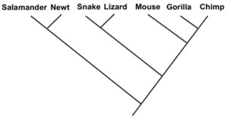 <strong> -Indicate the phylogenies that show the same relationship as the phylogeny above.</strong> A) B) C) D)