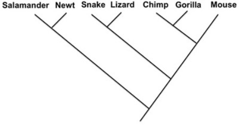 <strong> -Indicate the phylogenies that show the same relationship as the phylogeny above.</strong> A) B) C) D)