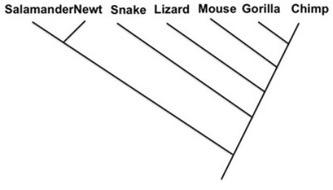 <strong> -Indicate the phylogenies that show the same relationship as the phylogeny above.</strong> A) B) C) D)
