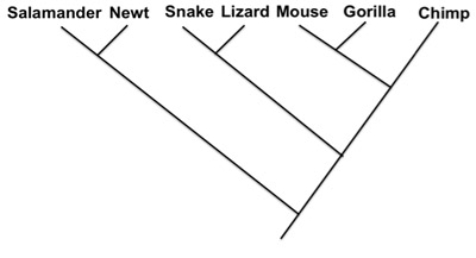 <strong> -Indicate the phylogenies that show the same relationship as the phylogeny above.</strong> A) B) C) D)