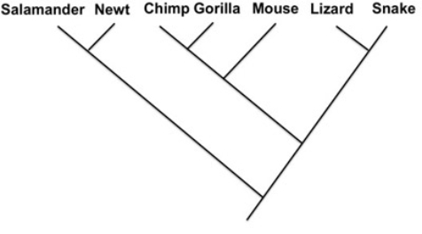 <strong> -Indicate the phylogenies that show the same relationship as the phylogeny above.</strong> A) B) C) D)