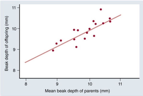 <strong>Which aspect(s) of natural selection is(are) illustrated by the figure below (21.2b)? Check all that apply. </strong> A) Variation must exist in the population. B) Variation among individuals must be genetically transmissible to the next generation. C) Variation among individuals leads to differences in lifetime reproductive success. D) More individuals are produced each generation than the environment can support, resulting in competition for survival.