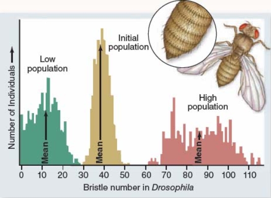 <strong>The figure below shows results of bristle number in Drosophila flies after 35 generations of artificial selection. This figure suggests that</strong> A) bristle number has evolved beyond the original range of phenotypic variation for this trait. B) after 35 generations of selection, populations no longer exhibit variation in bristle number. C) natural selection cannot lead to large phenotypic changes. D) at the end of the experiment, high population flies were unable to interbreed with low population flies.