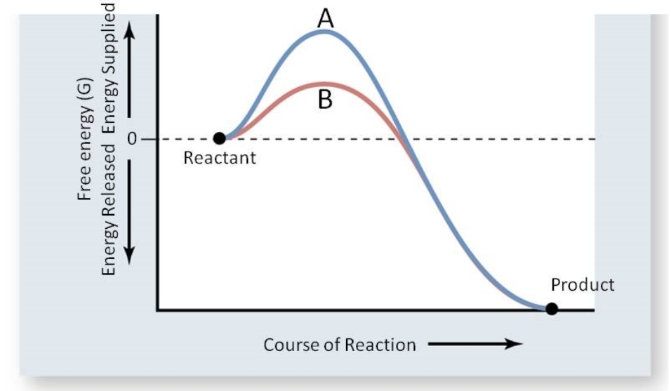 <strong>Carbonic anhydrase (CA), an enzyme widely present in plant and animal tissues, catalyzes the reaction: This reaction is important for the maintenance of acid base balance in blood and other tissues and to help transport CO<sub>2</sub> out of tissues; without a catalyst, this reaction would not occur at rates that could maintain homeostasis. In the figure below, which line(s) represents the reaction catalyzed by carbonic anhydrase? </strong> A) Line B; the activation energy has been lowered. B) Line A; the activation energy increased. C) Lines A and B; product is shown for both lines. D) Line A; more energy is supplied. E) Either, as the free energy is the same for both.