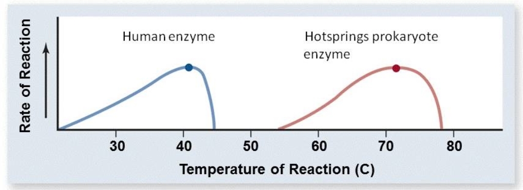 <strong>Based on the graph below, what are the optimal temperatures for the human enzyme and the hotsprings prokaryote enzyme? </strong> A) The optimal temperature for the human enzyme is 46<sup>o</sup>C; the optimal temperature for the hotsprings prokaryote enzyme is 79<sup>o</sup>C. B) The optimal temperature for the human enzyme is 30<sup>o</sup>C; the optimal temperature for the hotsprings prokaryote enzyme is 60<sup>o</sup>C. C) The optimal temperature for the human enzyme is 35<sup>o</sup>C; the optimal temperature for the hotsprings prokaryote enzyme is 65<sup>o</sup>C. D) The optimal temperature for the human enzyme is 40<sup>o</sup>C; the optimal temperature for the hotsprings prokaryote enzyme is 72<sup>o</sup>C.