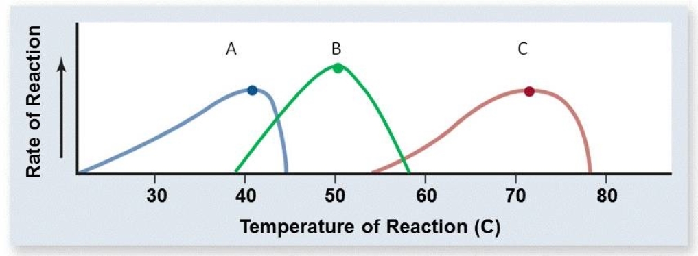 <strong>The normal body temperature of a bat is similar to the normal body temperature of a human. Which of the curves below most likely represents an enzyme from a bat? </strong> A) C B) A C) B