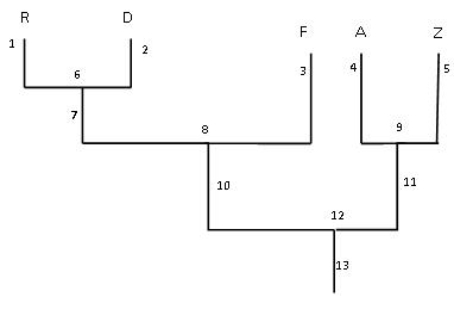 <strong> -Which species are genetically the most similar?</strong> A) F and R B) Z and F C) R and D D) Z, and R E) A and Z