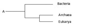 Use the following figure to answer the question. The phylogenetic tree ________.