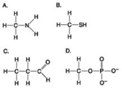 <strong>Use the figures to answer the question.   Which molecule shown above contains a functional group that is a part of the molecule known as the energy currency of living organisms?</strong> A) A B) B C) C D) D <div style=padding-top: 35px> 