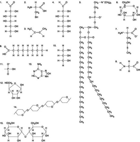 <strong>The following question is based on the 15 molecules illustrated in the figure. Which of the following pairs of molecules could be joined together by a peptide bond in a dehydration reaction?</strong> A) 2 and 3 B) 7 and 8 C) 8 and 9 D) 12 and 13