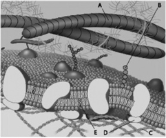 <strong>For the following questions, match the labeled component of the cell membrane in the figure with its description. Which component in the accompanying figure is a protein fiber of the extracellular matrix? </strong> A) A B) B C) C D) E