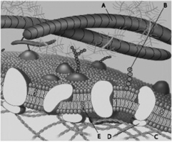 <strong>For the following questions, match the labeled component of the cell membrane in the figure with its description. Which component in the accompanying figure is a microfilament (actin filament) of the cytoskeleton? </strong> A) A B) B C) C D) D