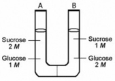 <strong>The solutions in the two arms of this U-tube are separated by a membrane that is permeable to water and glucose but not to sucrose. Side A is half-filled with a solution of 2 M sucrose and 1 M glucose. Side B is half-filled with 1 M sucrose and 2 M glucose. Initially, the liquid levels on both sides are equal. Which of the following will be true when the system illustrated above reaches equilibrium?</strong> A) The concentration of sucrose on side A will be greater than the concentration of sucrose on side B. B) The water level will be higher in side A than in side B. C) The water levels will be unchanged. D) The water level will be higher in side B than in side A.
