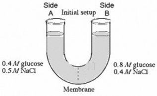 <strong>The solutions in the arms of a U-tube are separated at the bottom of the tube by a selectively permeable membrane. The membrane is permeable to sodium chloride but not to glucose. Side A is filled with a solution of 0.4 M glucose and 0.5 M sodium chloride (NaCl), and side B is filled with a solution containing 0.8 M glucose and 0.4 M sodium chloride. Initially, the volume in both arms is the same. At the beginning of the U-tube experiment illustrated above, which of the following statements is true?</strong> A) Side A is hypertonic to side B. B) Side A is hypotonic to side B. C) Side A is hypertonic to side B with respect to glucose. D) Side A is hypotonic to side B with respect to NaCl.