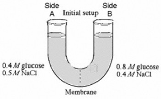 <strong>The solutions in the arms of a U-tube are separated at the bottom of the tube by a selectively permeable membrane. The membrane is permeable to sodium chloride but not to glucose. Side A is filled with a solution of 0.4 M glucose and 0.5 M sodium chloride (NaCl), and side B is filled with a solution containing 0.8 M glucose and 0.4 M sodium chloride. Initially, the volume in both arms is the same. In the U-tube experiment illustrated above, which of the following statements correctly describes side B at equilibrium?</strong> A) The concentration of NaCl and glucose will decrease, and the water level will increase. B) The concentration of NaCl will increase, the concentration of glucose will decrease, and the water level will increase. C) The concentration of NaCl will increase, the concentration of glucose will decrease, and the water level will decrease. D) The concentration of NaCl and glucose will increase, and the water level will decrease.