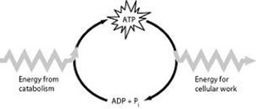 <strong> Which of the following is the most correct interpretation of the figure?</strong> A) Energy from catabolism can be used directly for performing cellular work. B) ADP + ᵢ are a set of molecules that store energy for catabolism. C) ATP is a molecule that acts as an intermediary to store energy for cellular work. D) ᵢ acts as a shuttle molecule to move energy from ATP to ADP.