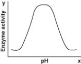 <strong>Which of the following graphs most likely describes the effect of pH on the function of the enzyme catalase in human cells? Note: The x-axis is pH and the y-axis is enzyme activity.</strong> A) B) C) D)