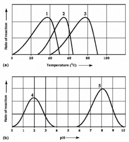 <strong>Use the following information to answer the question below. Activity of various enzymes at various temperatures (a) and at various pH (b) Which temperature and pH profile curves on the graphs are most likely associated with an enzyme isolated from a human stomach where conditions are strongly acid?</strong> A) curves 1 and 4 B) curves 1 and 5 C) curves 2 and 4 D) curves 3 and 4
