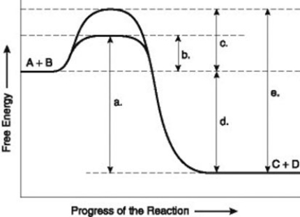 <strong>Use the following information to answer the question below. The figure illustrates the energy states associated with the reaction A + B ↔ C + D. Which of the following represents the activation energy required for the enzyme-catalyzed reaction in the figure?</strong> A) a B) b C) c D) d