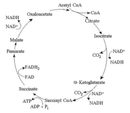 Use the following information to answer the question below. The citric acid cycle. If you were to add one of the eight citric acid cycle intermediates to the culture medium of yeast growing in the laboratory, what do you think would happen to the rates of ATP and carbon dioxide production?
