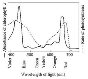 Use the following figure to answer the question. The figure shows the absorption spectrum for chlorophyll a and the action spectrum for photosynthesis. Why are they different?