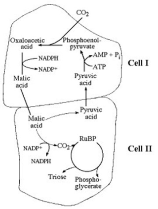 <strong>Use the following figure to answer the question.   Which of the following statements is true concerning the accompanying figure?</strong> A) It represents a C₄ photosynthetic system. B) It represents an adaptation that maximizes photorespiration. C) It represents a C₃ photosynthetic system. D) It represents a CAM photosynthetic system. <div style=padding-top: 35px> 