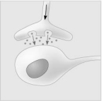 <strong>Use the following figure to answer the question. Which of the following types of signaling is represented in the figure?</strong> A) autocrine B) paracrine C) hormonal D) synaptic